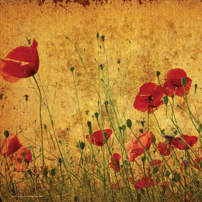 Field of Poppies by Anon Wall Art Décor 12 x 12 Art Print