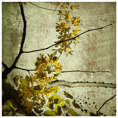 Yellow Kerala Blossoms by Anon Wall Art Décor 16 1/2 x 16 1/2 Art Print