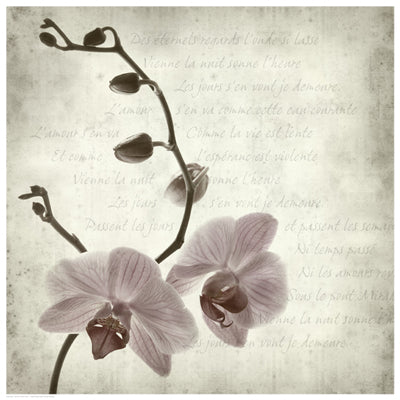 Retro Orchid by Anon Wall Art Décor 16 1/2 x 16 1/2 Art Print