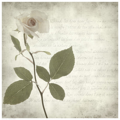 Retro Rose by Anon Wall Art Décor 16 1/2 x 16 1/2 Art Print