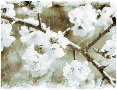 White Blossoms in Sepia by Anon Wall Art Décor 14 x 18 1/4 Art Print