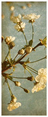 Bloom in Spring I - Elegant Floral Wall Art Print