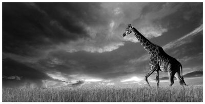 Giraffes, African Skies by Anon Wall Art Décor 12 1/2 x 24 1/2 Art Print