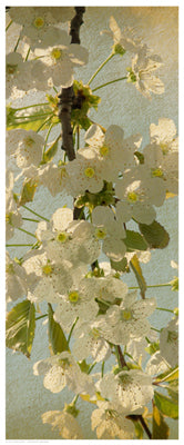 Spring Bloom by Anon Wall Art Décor 20 1/2 x 8 1/2 Art Print