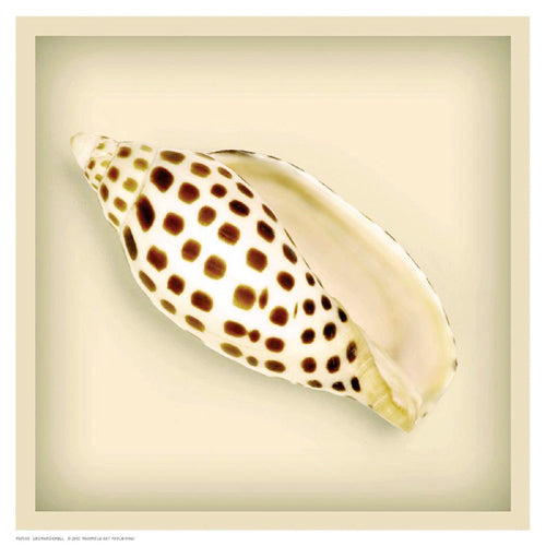 Leopard Shell by Anon Wall Art Décor 8 1/2 x 8 1/2 Art Print