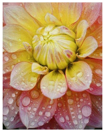 Peaches & Dreams by Dennis Frates Wall Art Décor 14 ½ x 11 ½ Art Print