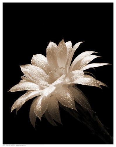 Dewdrops II by B. Zywucki: Serene Nature-Inspired Wall Art Print for Your Home Décor