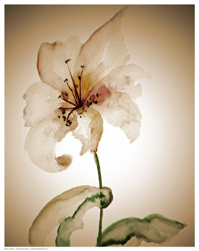 Blossom in Sienna II by Regina Wall Art Décor 14 1/2 x 11 1/2 Art Print