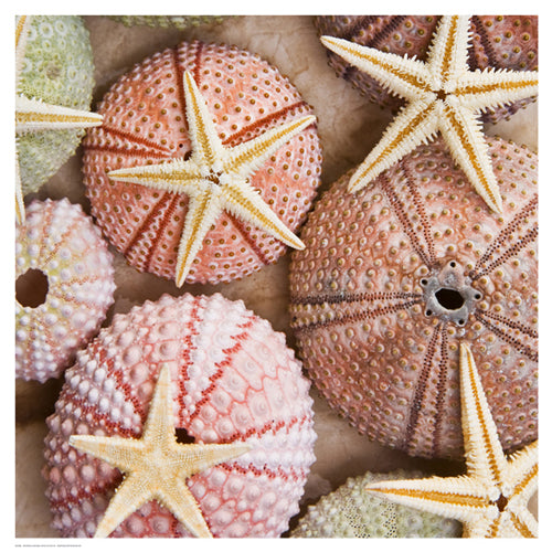 Starfish & Sea Urchins by Bramwell Wall Art Décor 18 1/2 x 18 1/2 Art Print