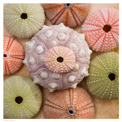 Sea Urchin Group by Bramwell Wall Art Décor 18 1/2 x 18 1/2 Art Print