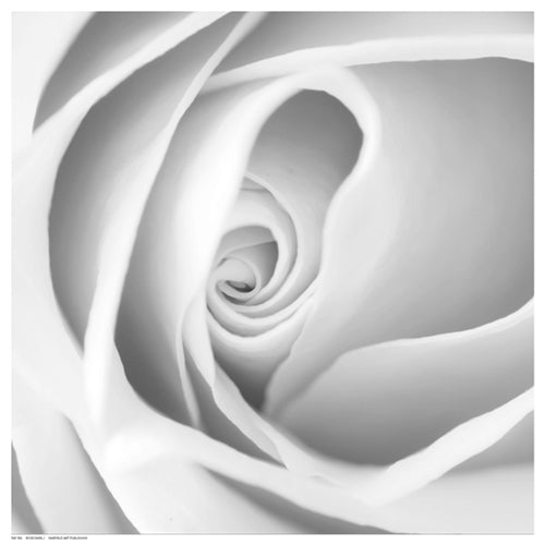 Rose Swirl I by Anon Wall Art Décor 12 ½ x 12 ½ Art Print