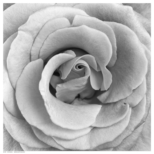 Rose Swirl II by Anon Wall Art Décor 12 ½ x 12 ½ Art Print