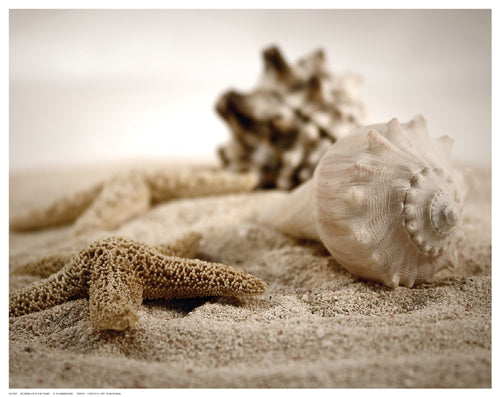 Seashells in the Sand by S. Cunningham Wall Art Décor 11 ½ x 14 ½ Art Print
