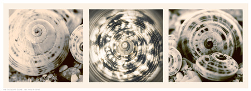 Shell Collection by N. Lourens Wall Art Décor 7 ½ x 20 ½ Art Print