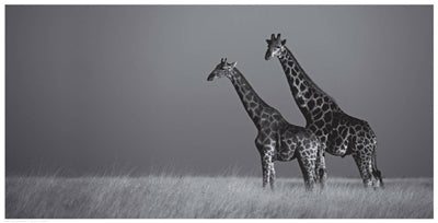 African Skies II by Anon Wall Art Décor 12 1/2 x 24 1/2 Art Print