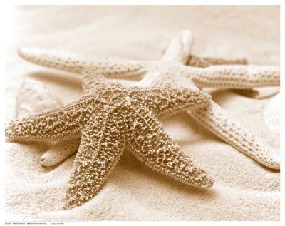 Starfish Family by Anon Wall Art Décor 11 1/2 x 14 1/2 Art Print