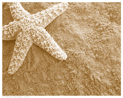 Starfish in the Sand by Anon Wall Art Décor 11 1/2 x 14 1/2 Art Print
