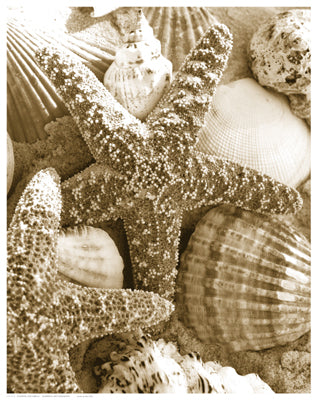Starfish and Shells by Anon Wall Art Décor 14 1/2 x 11 1/2 Art Print