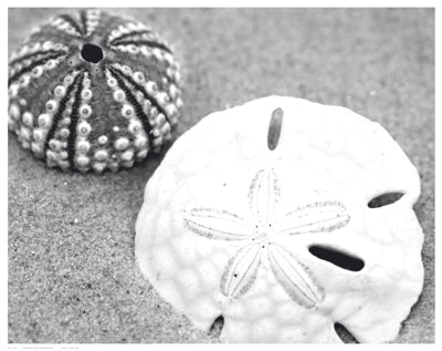 Sand Dollar and Sea Urchin by Anon Wall Art Décor 11 1/2 x 14 1/2 Art Print