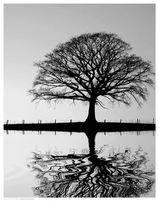 Standing Oak Tree by Anon Wall Art Décor 14 1/2 x 11 1/2 Art Print