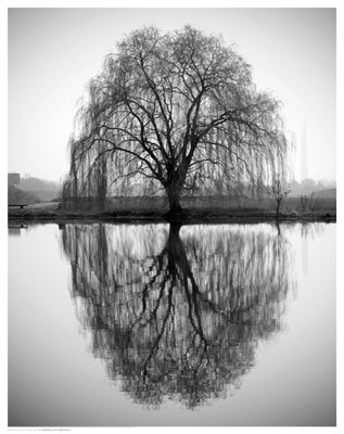 Majestic Willow by Anon Wall Art Décor 14 1/2 x 11 1/2 Art Print