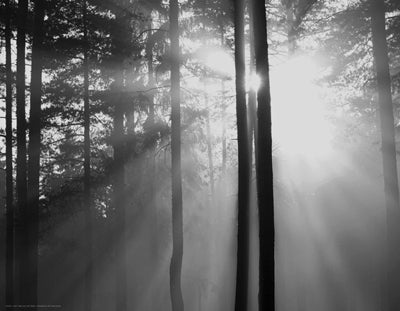 Light Through the Trees I by Anon Wall Art Décor 14 x 18 Art Print