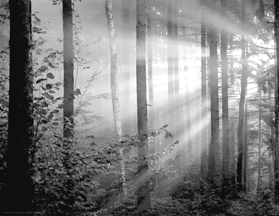 Light Through the Trees II by Anon Wall Art Décor 14 x 18 Art Print