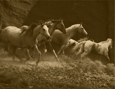 Wild Horses I by Anon Wall Art Décor 14 x 18 Art Print
