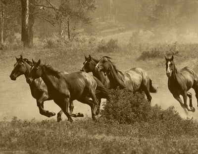 Wild Horses II by Anon Wall Art Décor 14 x 18 Art Print