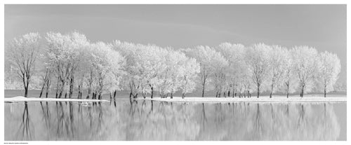 Snow Trees Along the Lake by Jordache Wall Art Décor 8 ½ x 20 ½ Art Print