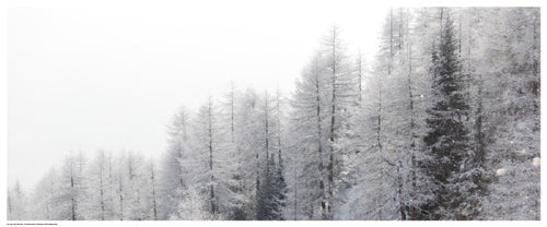 Winter Pines by Mikhaylov Wall Art Décor 8 ½ x 20 ½ Art Print