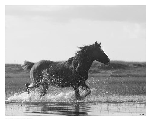 Run Like the Wind by Eve Turek Wall Art Décor 11 1/2 x 14 1/2 Art Print