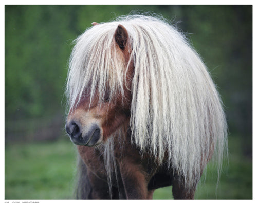 Little Pony by Anon Wall Art Décor 11 ½ x 14 ½ Art Print