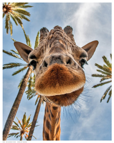 Here Is Looking at You Kid by Anon Wall Art Décor 14 ½ x 11 ½ Art Print