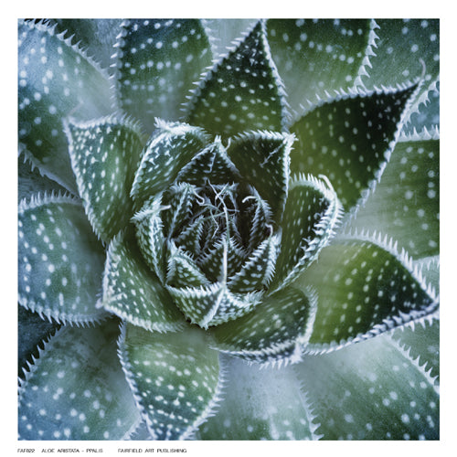 Aloe Aristata by Ppalis Wall Art Décor 6 ½ x 6 ½ Art Print