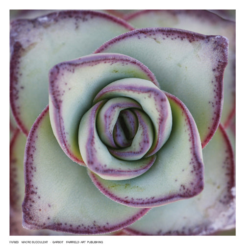 Macro Succulent by Garsot Wall Art Décor 6 ½ x 6 ½ Art Print
