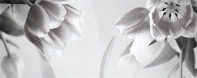 Tulip Fantasy II by Anon Wall Art Décor 8 x 20 Art Print