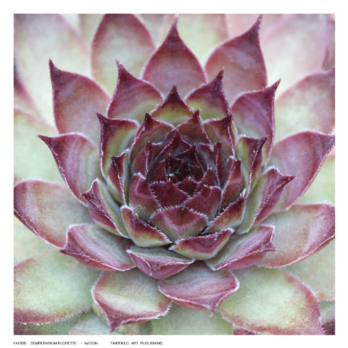 Sempervivum Florette by Avison Wall Art Décor 6 ½ x 6 ½ Art Print