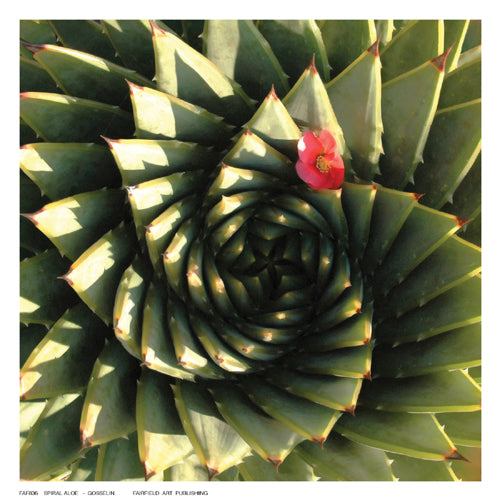 Spiral Aloe by Gosselin Wall Art Décor 6 ½ x 6 ½ Art Print