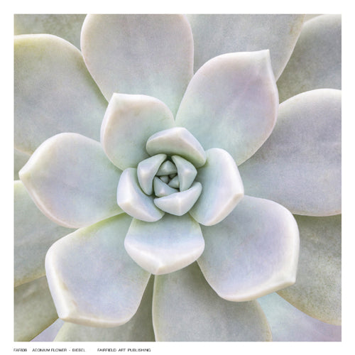 Aeonium Flower by Biebel Wall Art Décor 6 ½ x 6 ½ Art Print
