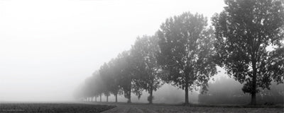 Trees in the Field by Anon Wall Art Décor 8 x 20 Art Print