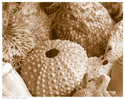 Sea Urchins by Anon Wall Art Décor 11 1/2 x 14 1/2 Art Print
