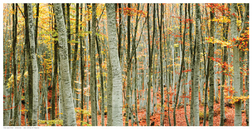 Beech Forest by Mavroudakis Wall Art Décor 10 ½ x 20 ½ Art Print