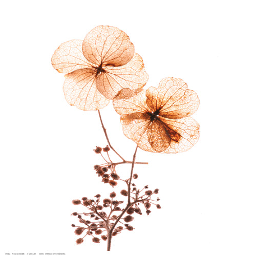 Petal Blooms by R. Jersova Wall Art Décor 12 ½ x 12 ½ Art Print