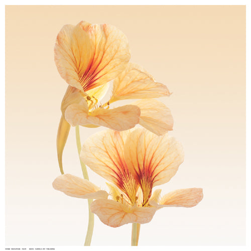 Nasturtium by Vilor Wall Art Décor 12 ½ x 12 ½ Art Print