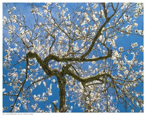 Almond Blossoms in Spring by Anon Wall Art Décor 11 ½ x 14 ½ Art Print