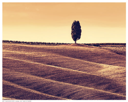 Harvest Season in Tuscany by M. Bednarek Wall Art Décor 11 ½ x 14 ½ Art Print