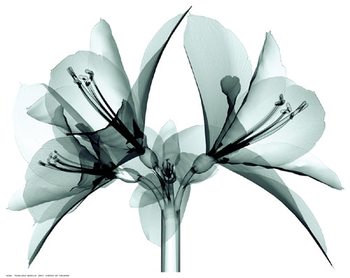 Translucent Amaryllis by Anon Wall Art Décor 11 ½ x 14 ½ Art Print