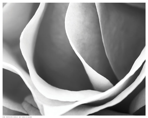 Rose Petal Detail by Marcela B. Wall Art Décor 11 ½ x 14 ½ Art Print