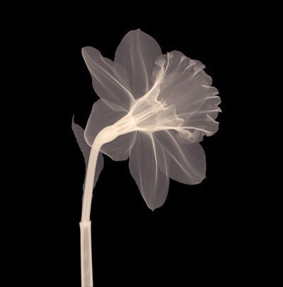 Veiled Blossom Sepia by Anon Wall Art Décor 6 x 6 Art Print